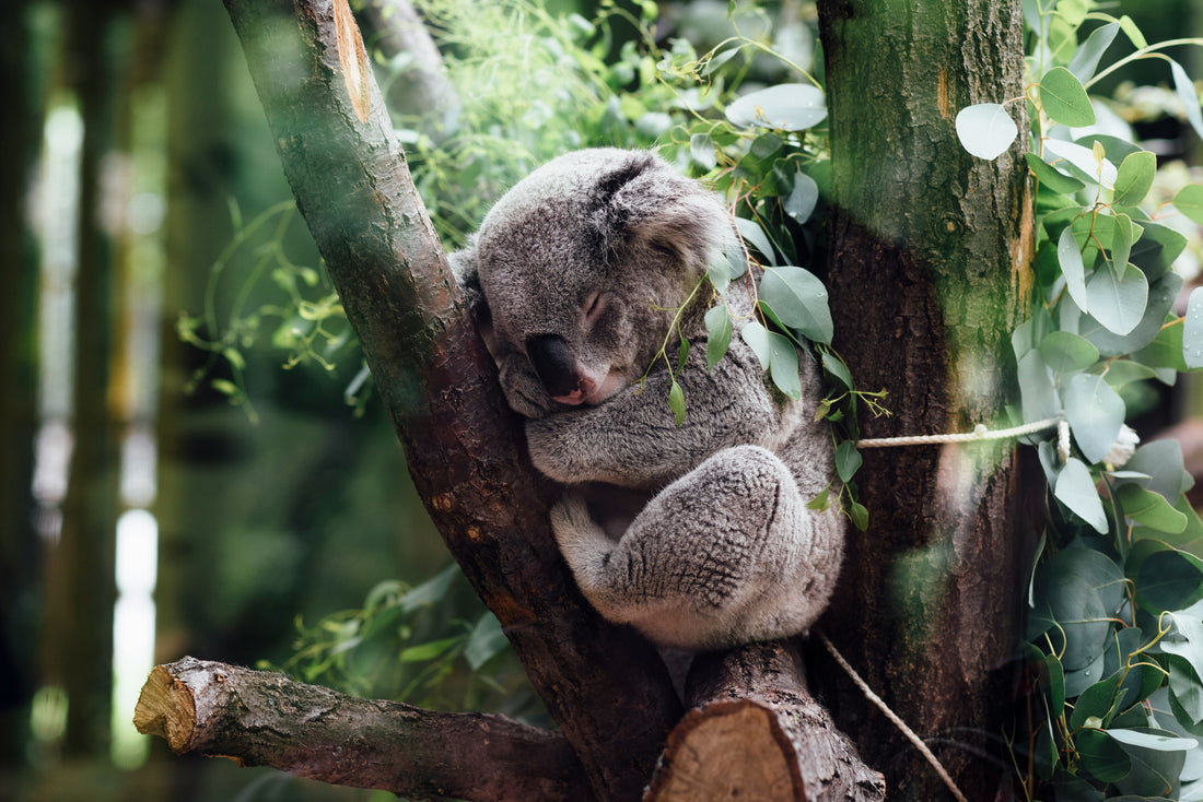 DRINK COFFEE, SAVE KOALAS