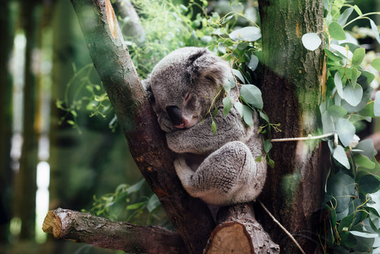 DRINK COFFEE, SAVE KOALAS