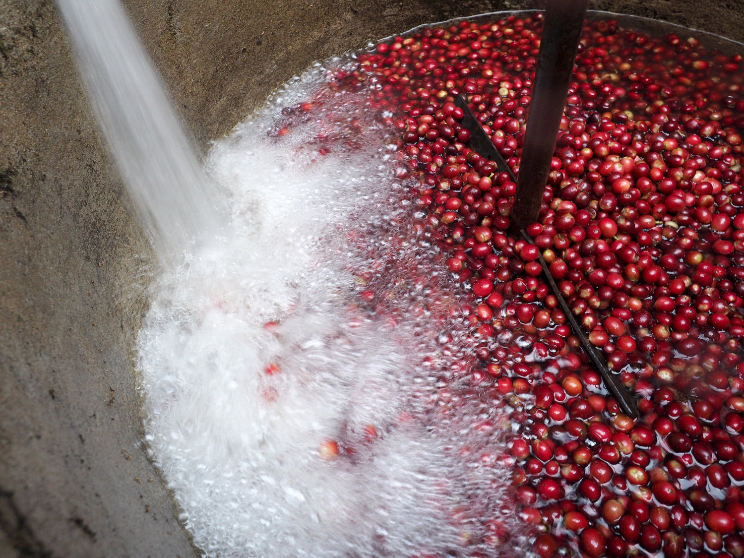 coffee processing - washed