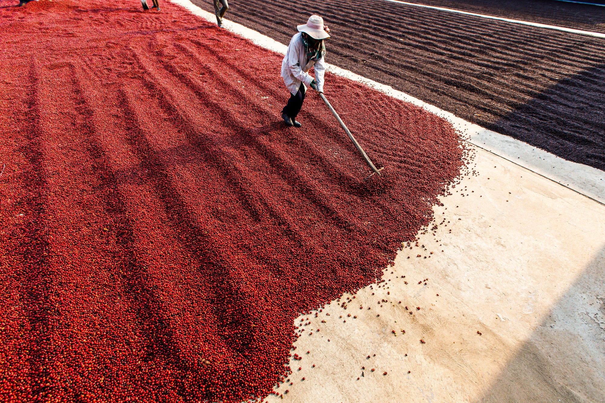 Coffee Processing- natural